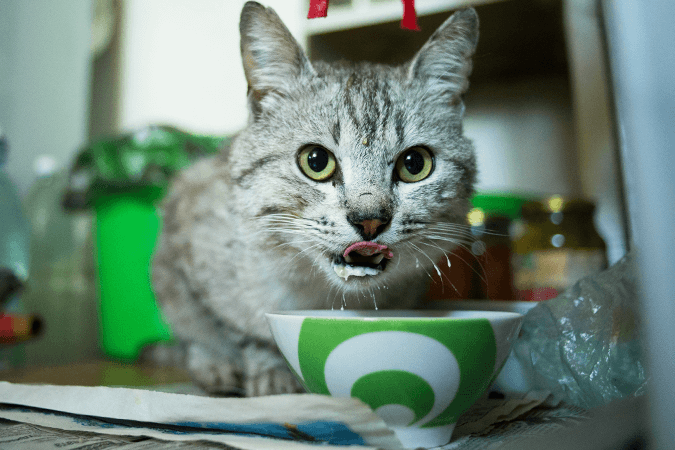 Četri iemesli, kādēļ kaķiem jāēd mitrā barība | Animu blogs