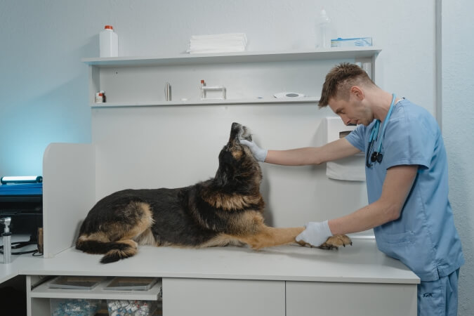 Profilaktiska veterinārārsta vizīte