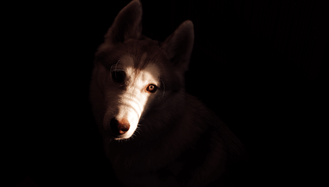 Suns tumsā