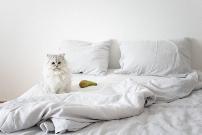 Balts kaķis un bumbieris gultā