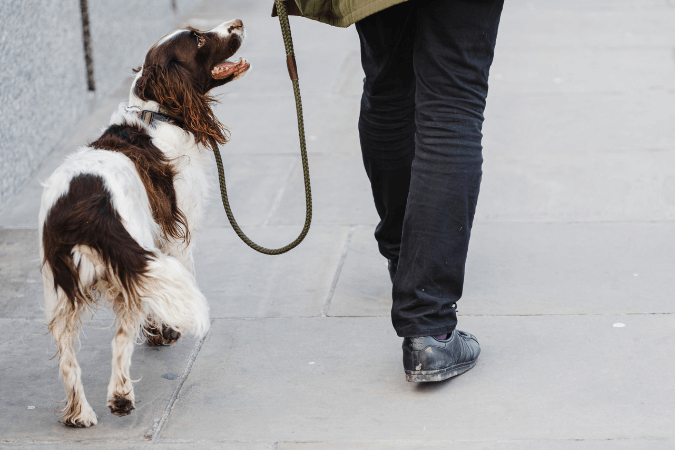 Suns droša pastaiga pilsētā
